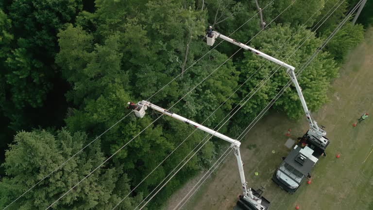 Best Tree Trimming and Pruning  in Swepsonville, NC