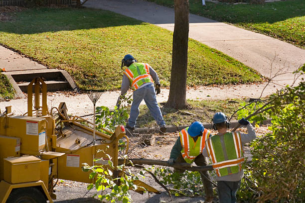 Best Storm Damage Tree Cleanup  in Swepsonville, NC